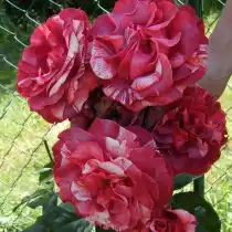 Плетистая роза «Брауни»