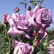 Плетистая роза «Индиголетто»