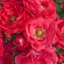 Почвопокровная роза «Анадия»