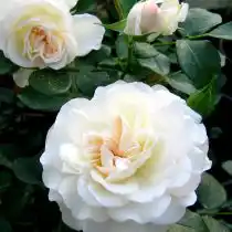 Почвопокровная роза «Бланка»