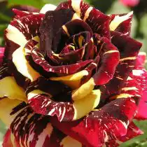 Спрей роза «Абракадабра»