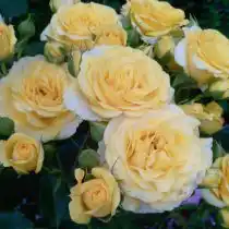 Спрей роза «Макарено»