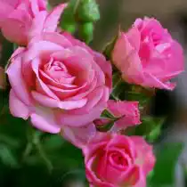 Спрей роза «Натали»