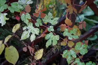 Лист виноградовника железистого (Ampelopsis glandulosa var. brevipedunculata) невероятно красив, особенно в сочетании с ярко-малиновыми побегами
