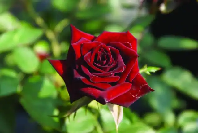 «Блэк Джейд» (Rosa 'Black Jade') - пленительный сорт с глубокими, темно-малиновыми цветками, которые чернеют в жарком климате.
