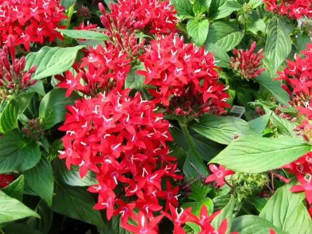 Пентас (Pentas)