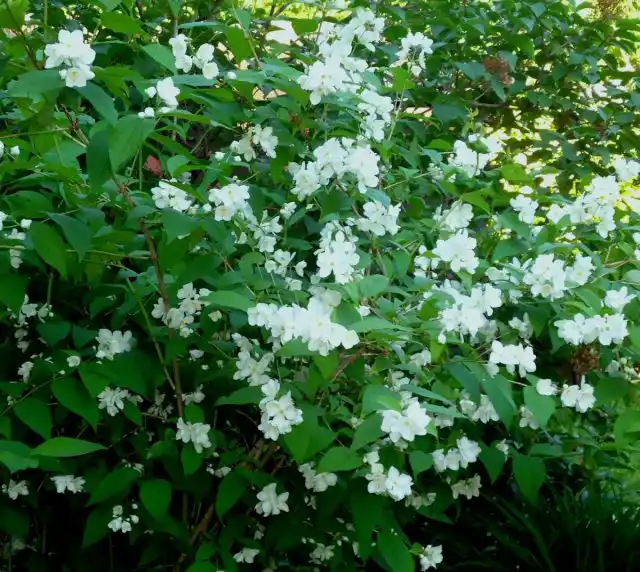 Чубушник венечный (Philadelphus coronarius)