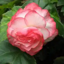 Бегония 'Picotee White-Red'