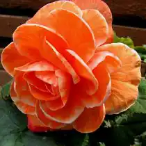 Бегония «Пикоти Лейс Априкот»