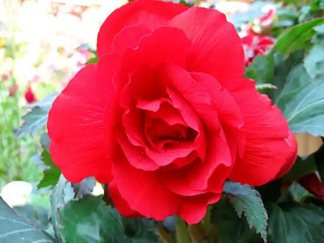 Бегония «Суперба» (Superba)