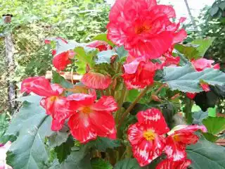 Бегония «Мраморная» (Begonia Marmorata)