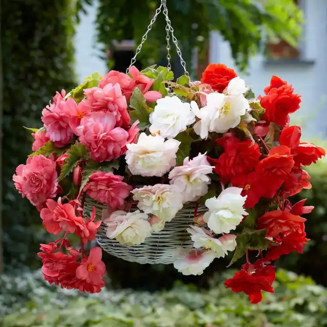 Бегония душистая (Odorata)