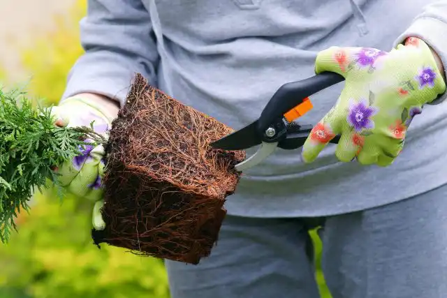 Стимулирование развития корневой системы — одно из важнейших и полезнейших свойств гуматов