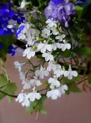 Лобелия ампельная «Регата Белая»