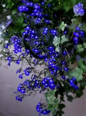 Лобелия ампельная «Регатта Сапфир»