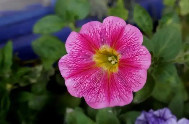 Петуния «Марвел» (Marvel Beauty Cranberry)