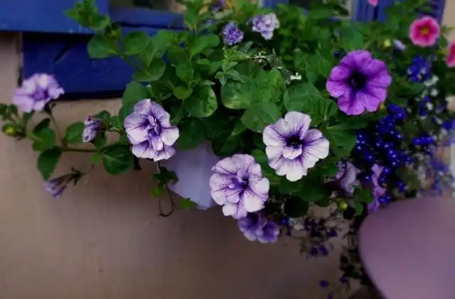 Петуния «Тамбелина Присцилла» (Tumbelina Priscilla)