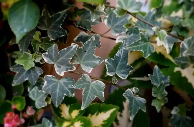 Плющ пестролистный «Колибри» (Kolibri)