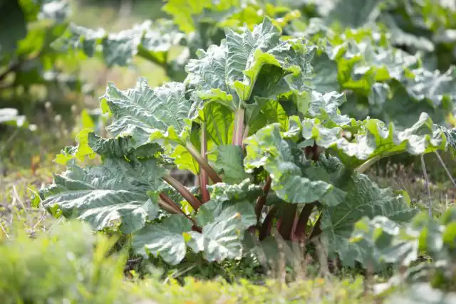 В українських садах и огородах чаще всего встречается ревень волнистый (Rheum rhabarbarum) восточносибирского происхождения.