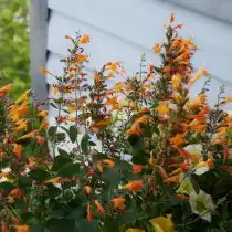 Агастахе (Agastache) 'Arizona Sandstone'