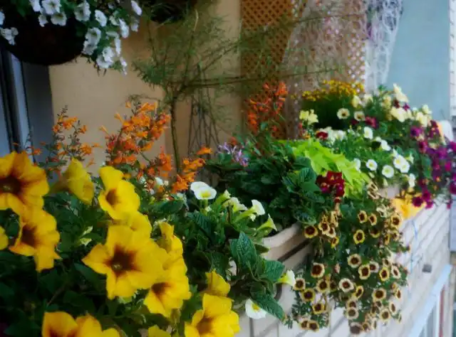 Чтобы невысокие кустики агастахе «Аризона» не затерялись среди других цветов, их партнерами должны быть низкорослые летники