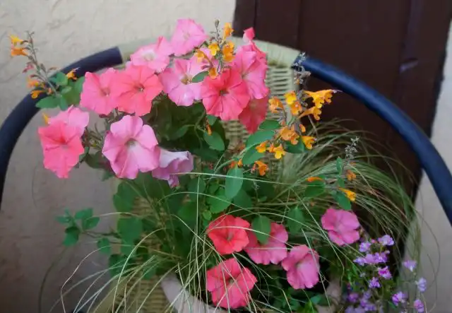 В моем случае лофант получал удобрения, которые предназначались для соседствующих с ним петуний, и чувствовал себя очень хорошо