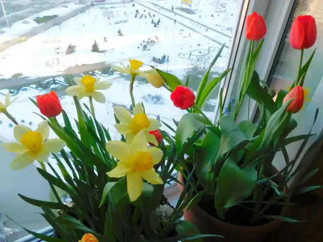 Выгонка луковичных — это процесс стимулирования их цветения в нетипичные сроки