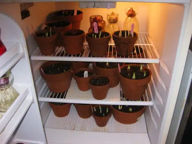 От 10 до 16 недель в холоде и темноте — первая стадия выгонки луковичных