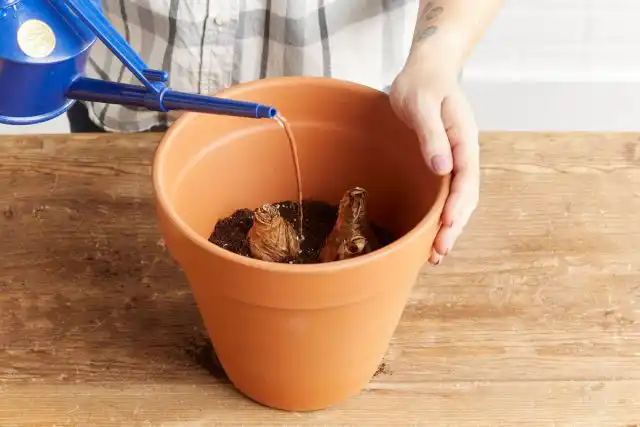 Процесс высадки луковичных в почву на выгонку во многом напоминает обычную посадку в контейнеры