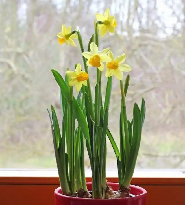 Дольше и краше цветут те луковичные на выгонке, которые содержат в прохладе (не выше 23 градусов)
