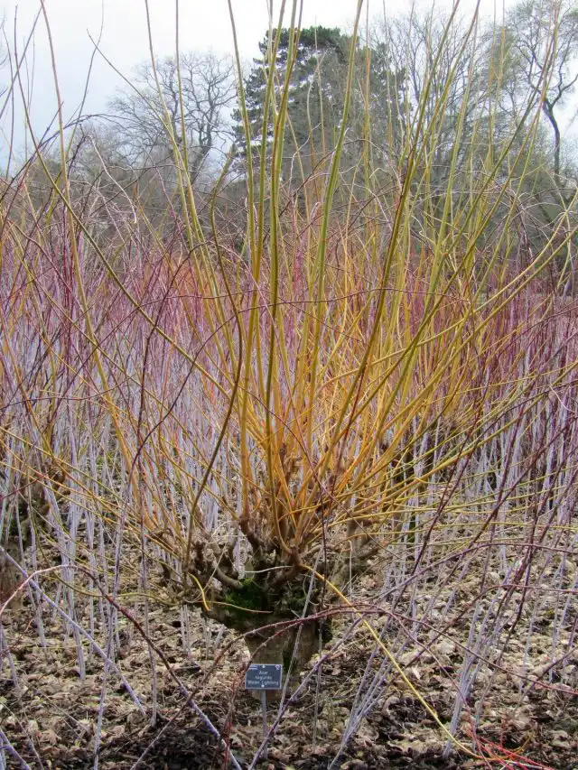 Клён ясенелистный «Винтер Лайтинг» (Acer negundo 'Winter Lightning')
