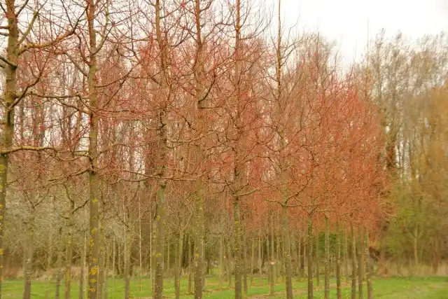 Липа мелколистная «Винтер Оранж» (Tilia cordata 'Winter Orange')