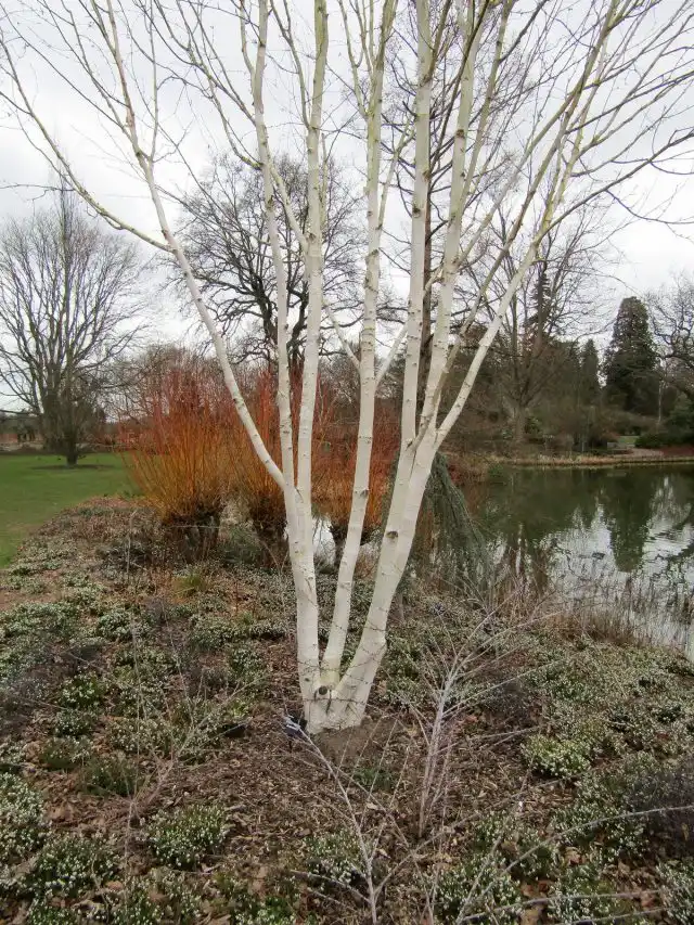 Береза Жакмана (Betula utilis var. jacquemontii)