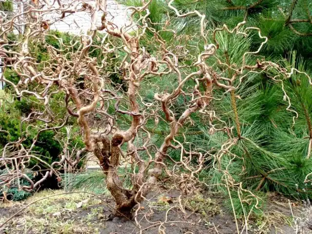Ива матсудана «Тортуоза» (Salix matsudana 'Tortuosa')