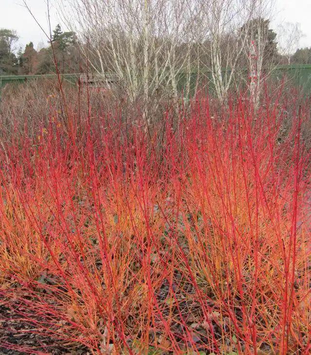 Дерен «Зимний огонь» (Cornus 'Midwinter Fire')
