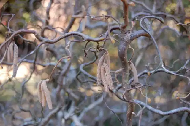 Лещина «Конторта» (Corylus avellana 'Contorta')