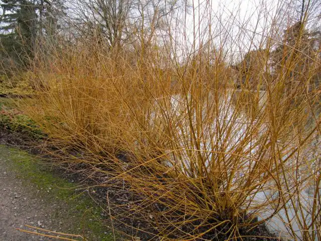 Ива белая «Голден Несс» (Salix alba 'Golden Ness')