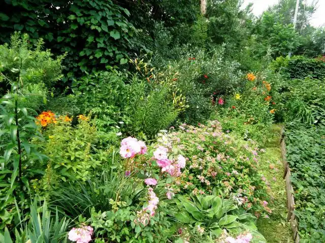 Последний цветущий сезон на моём участке в Хабаровском крае