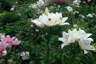 Растениям на моём участке было тесно и уже некуда разрастаться