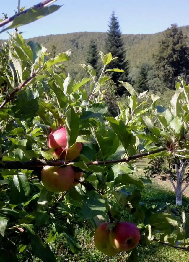 Обрезка пошла плодовым на пользу
