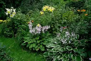 Я увидела не окультуренный участок, а дебри!