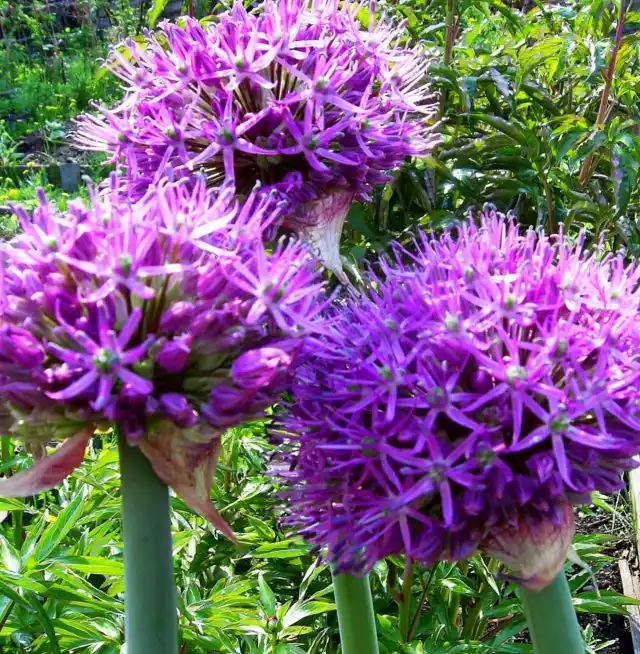 Гигантский лук (Allium giganteum) красив и монументален в цветении