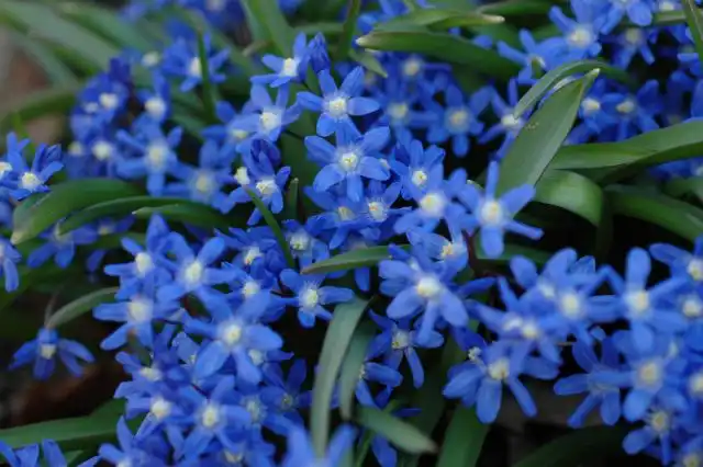 Пролески (scilla) устойчивы везде