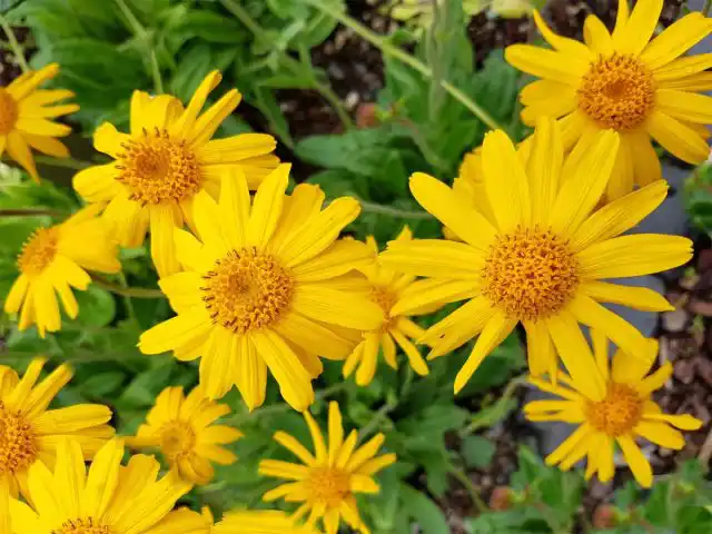 Арника горная (Arnica montana), или горляшная трава и горный баранник.
