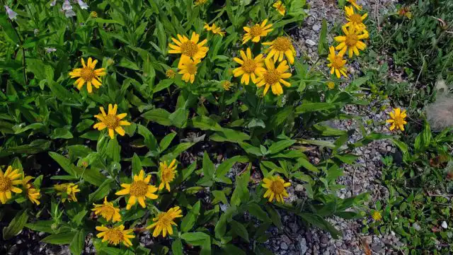 Арника облиственная, или облиственная (Arnica foliosa).