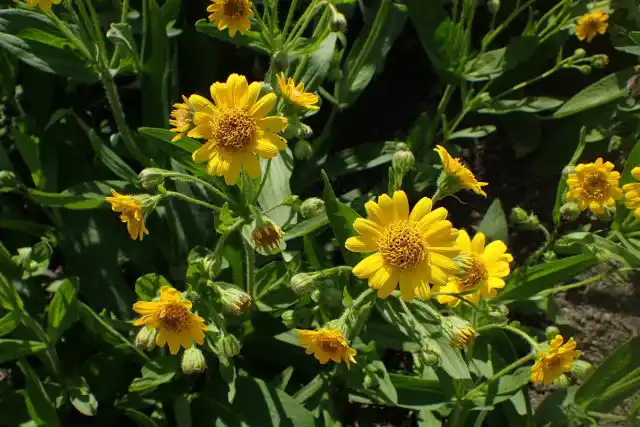 Арника Шамиссо (Arnica chamissonis) названа в честь ботаника, описавшего данный вид первым.