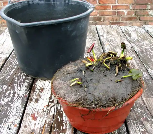 В качестве растения для маленького пруда я выбрал нимфею