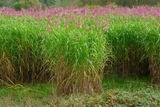 Мискантус гигантский (Miscanthus x giganteus)