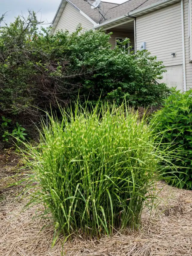 Мискантус китайский 'Zebrinus'