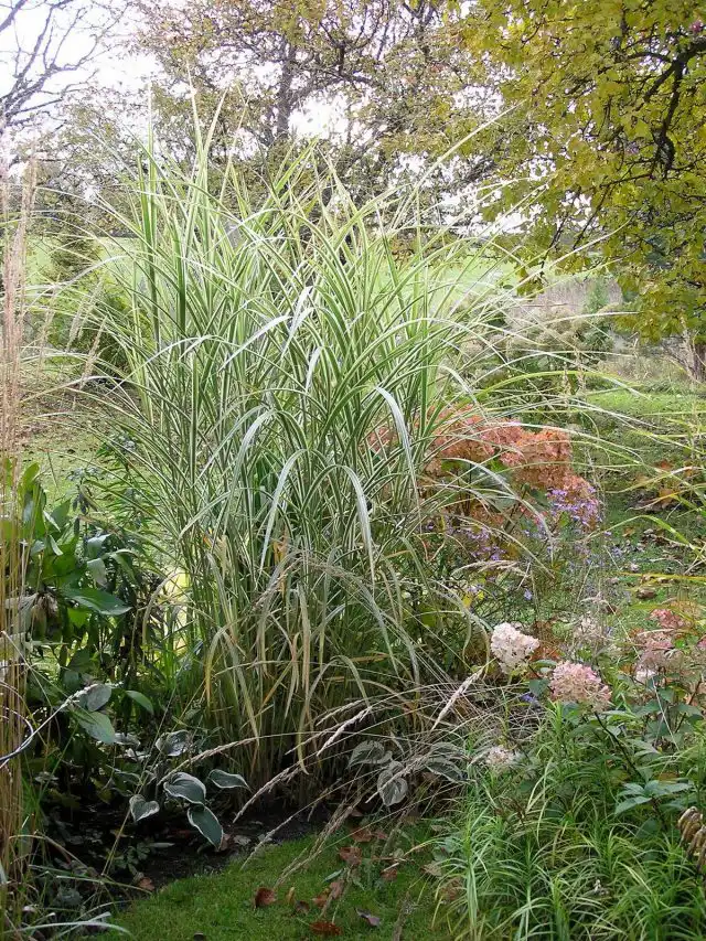 Мискантус китайский (Miscanthus sinensis) 'Variegatus'